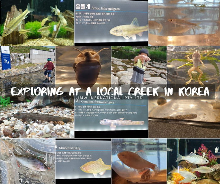 EXPLORING AT A LOCAL CREEK IN KOREA 2019