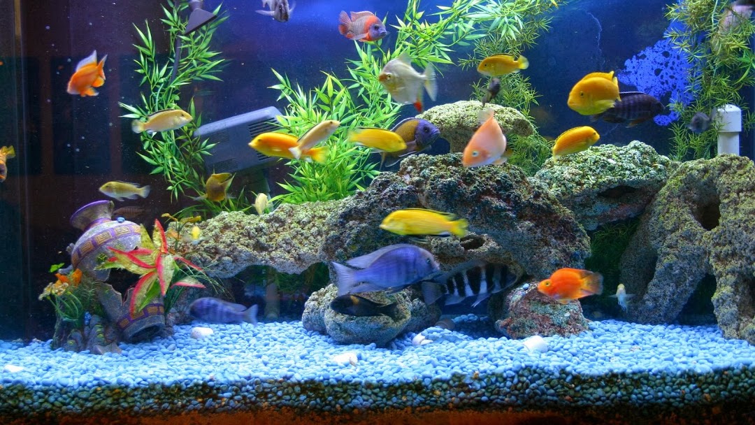 Supporting your Local Fish Store (LFS)