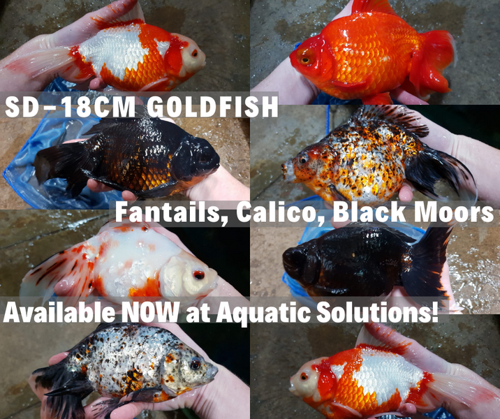 SD-18 GOLDFISH — Aquatic Solutions Australia
