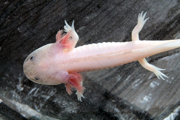 Axolotl care sheet