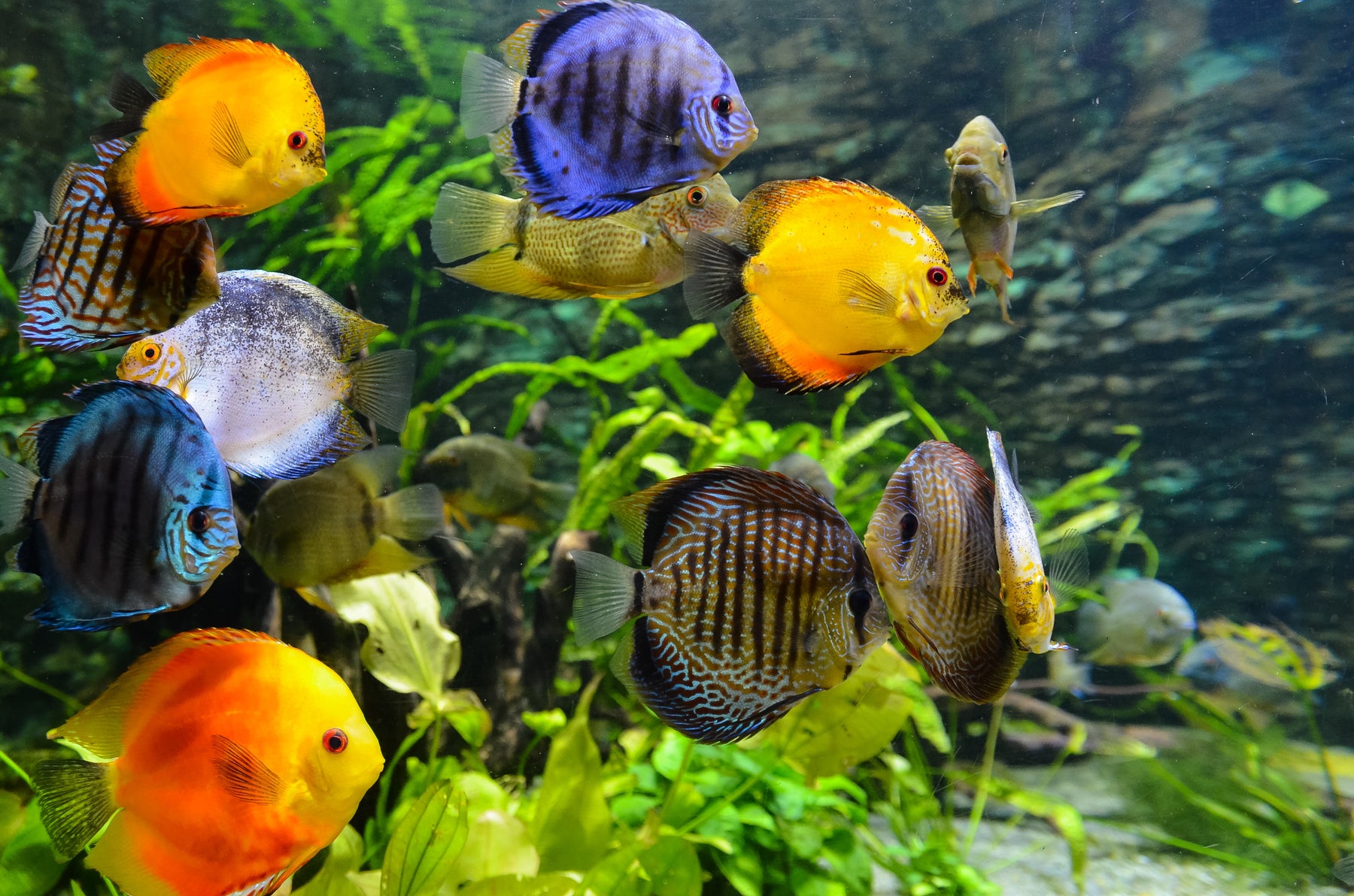 New Shipment of Discus has just arrived