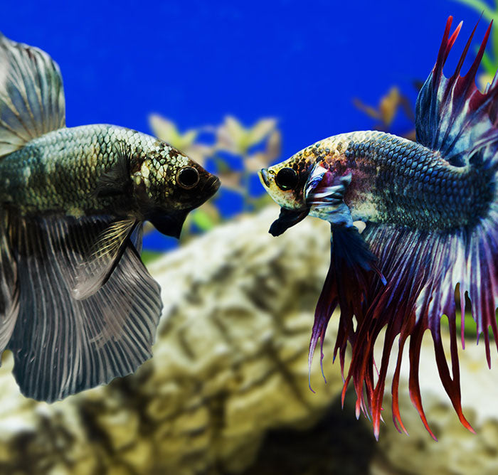 CARE SHEETS — Aquatic Solutions Australia
