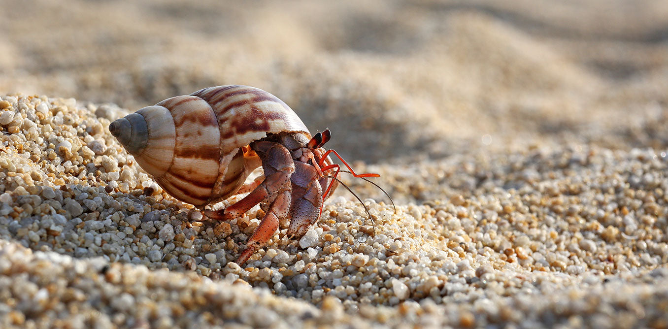 Hermit Crab care sheet