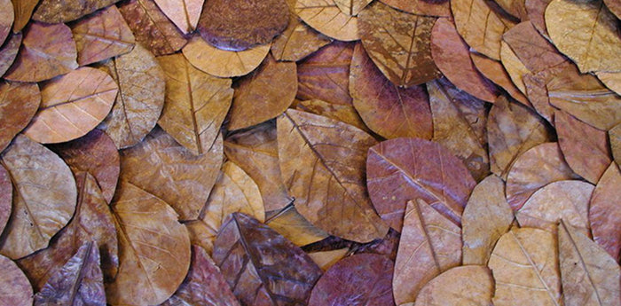 Indian Almond Leaves