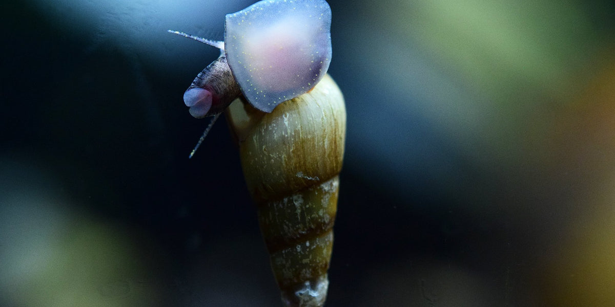 Benefits of keeping snails and when to accept them