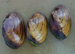 Freshwater Mussels care sheet