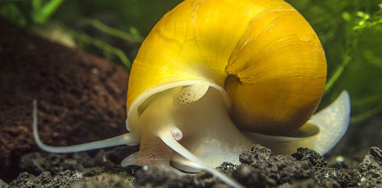 Mystery Snails care sheet — Aquatic Solutions Australia