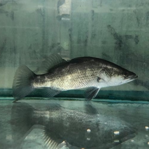 Australian & New Guinea Native Fish — Aquatic Solutions Australia