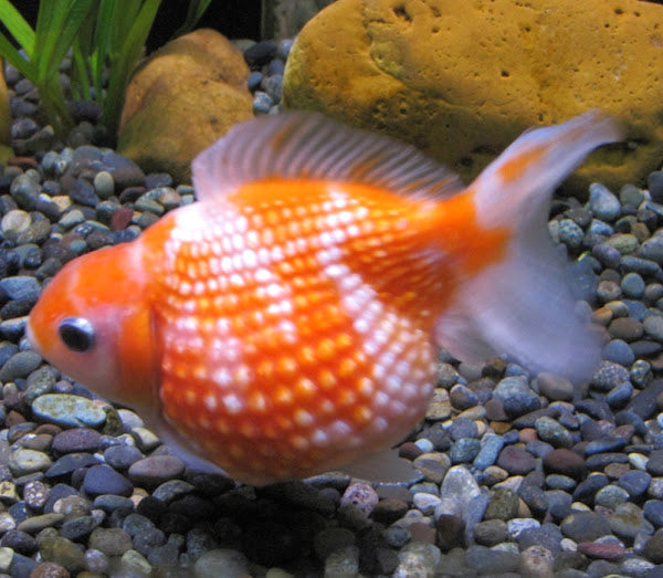 Goldfish - Fancy