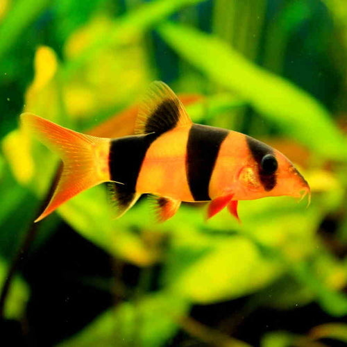 Eel & Loach — Aquatic Solutions Australia
