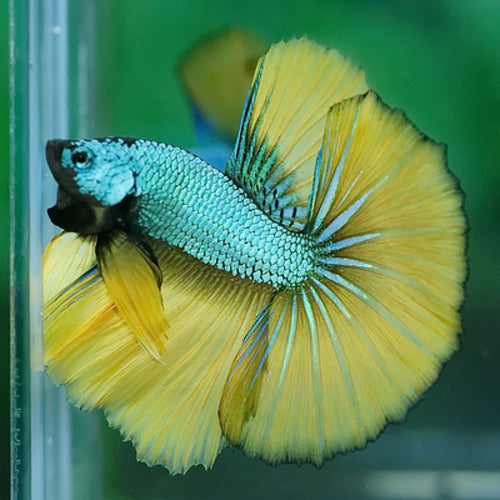 Fighters — Aquatic Solutions Australia