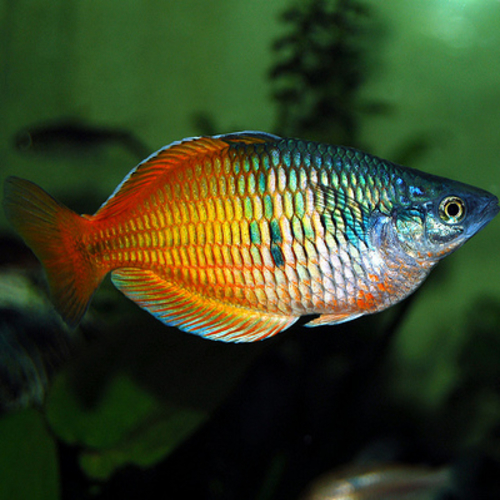 Australian, New Guinea & Other Rainbow Fish