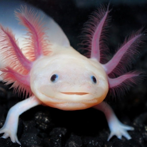 Axceladoes Fish Collections — Aquatic Solutions Australia