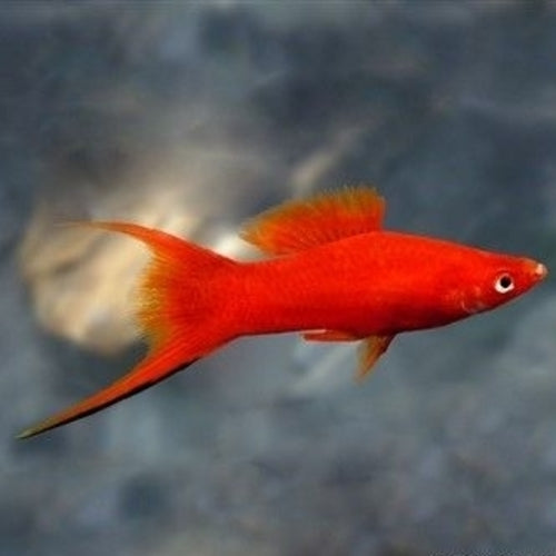 Swordtails — Aquatic Solutions Australia