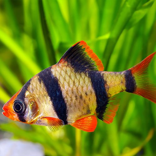 Barbs — Aquatic Solutions Australia