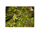 Terrarium Moss (Thuidium cymbifolium) (Local) (3 ONLY!)