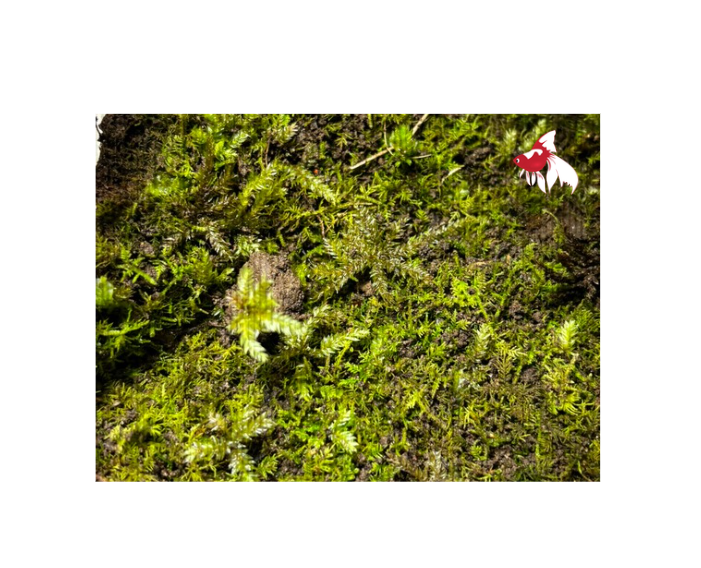 Terrarium Moss (Thuidium cymbifolium) (Local) (3 ONLY!)