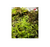 Terrarium Moss (Thuidiopsis sparsa) (Local) (6 ONLY!)