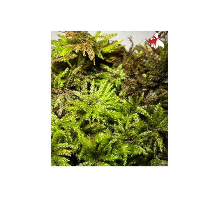 Terrarium Moss (Thuidiopsis sparsa) (Local) (6 ONLY!)