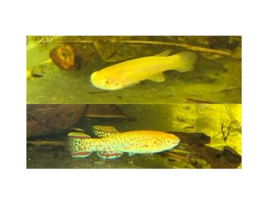 Gardneri Killifish Albino Gold Pair ML-3.5-4.5cm (Rare!)