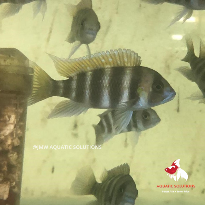 Frontosa - 7 Bar 'Kigoma' (Local) M-5 (Limited Numbers!)