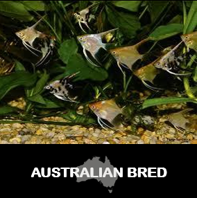 Assorted Angel (Local) ML-6.5