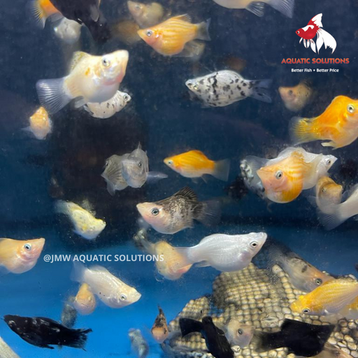 Assorted Balloon Molly M 3-4