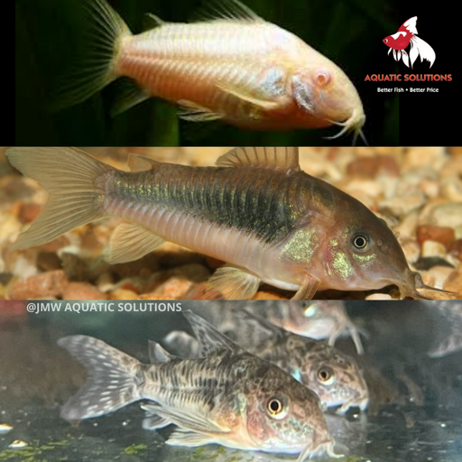 Corydoras - Assorted (Albino, Bronze, Peppered) (Import) Bulk 50+ ML 3.5-4