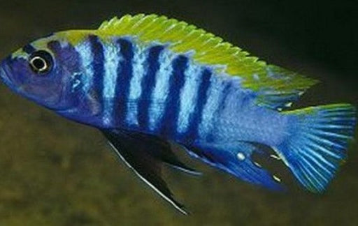 Cyn. afra - Yellow Top (Local) M-5 (Limited Numbers!)