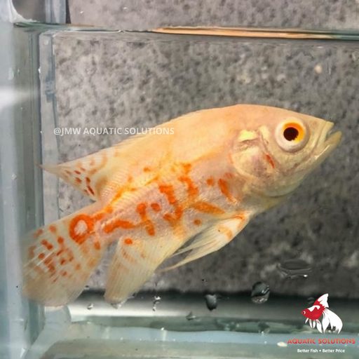 Albino Tiger Oscar ML-6.5 (1 ONLY!)