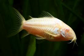 Corydoras - Albino (Import) Bulk 50+ M-3