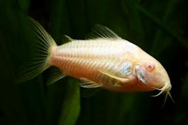 Corydoras - Albino (Import) M 3-3.5