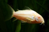 Corydoras - Albino (Import) S-2