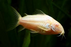 Corydoras - Albino (Import) Bulk 50+ M 3-3.5