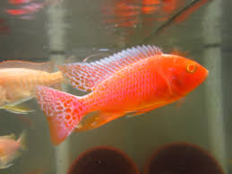 Albino Peacock (Import) M-5 (Limited Numbers!)
