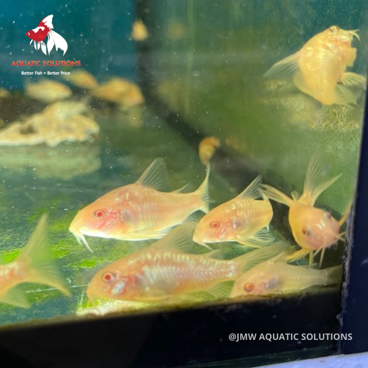 Corydoras - Peppered Albino (Import) L-4.5 (Show!) (Limited Numbers!)
