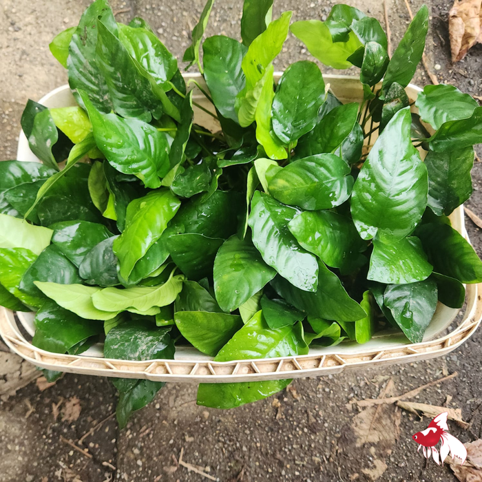 Anubias (Local) Piece SS (Nice!)