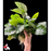 Anubias - Giant (Local) Piece M - 15 cm