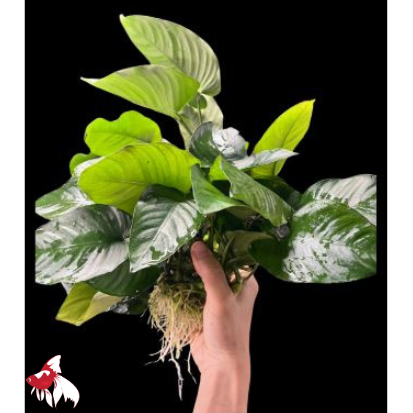Anubias - Giant (Local) Piece L - 20 cm