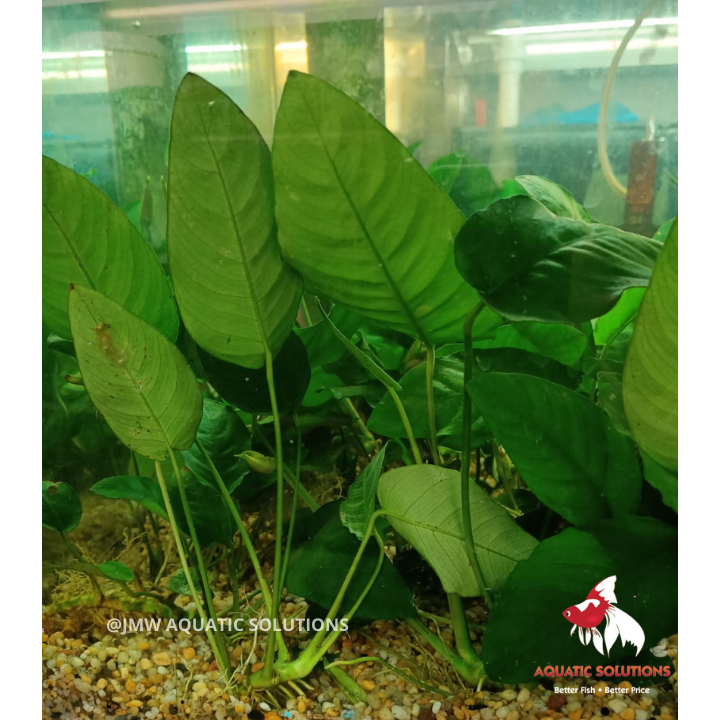 Anubias (Local) Piece L 20cm Bulk 20+ (Nice!)