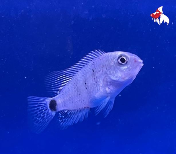 Vieja argentea L-7.5 (Rare!)