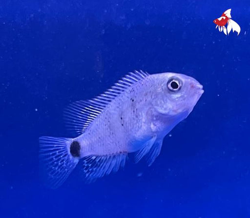 Vieja argentea ML-6 (Rare!) ONLINE SPECIAL EXCLUSIVE!