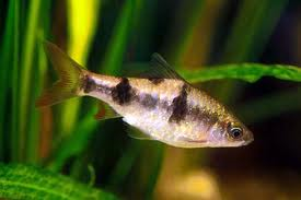 Arulius Barb L 6-7