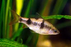 Arulius Barb L 6-7