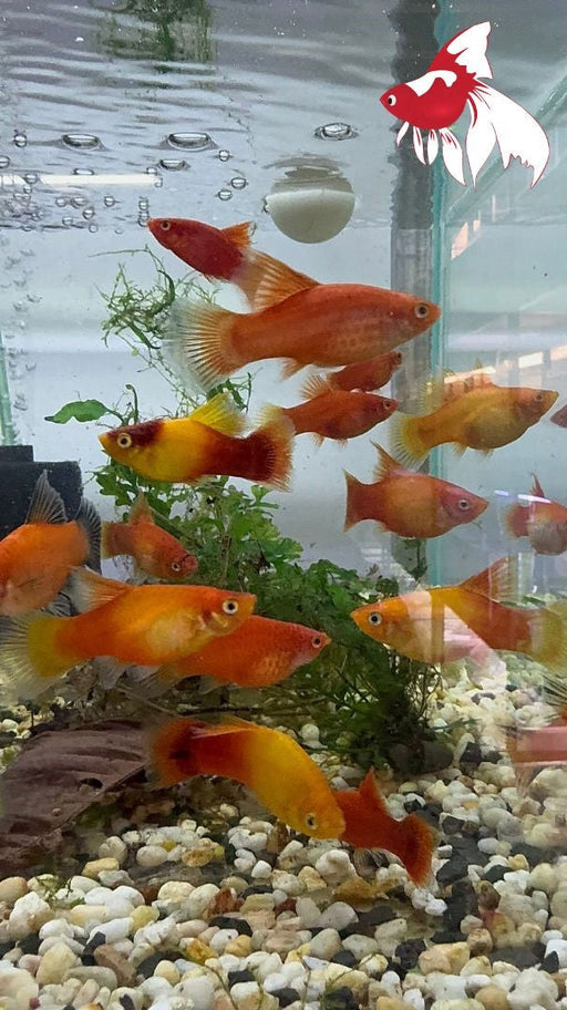 Assorted HiFin Platy (Local) ML-4.5 (Limited Numbers!)