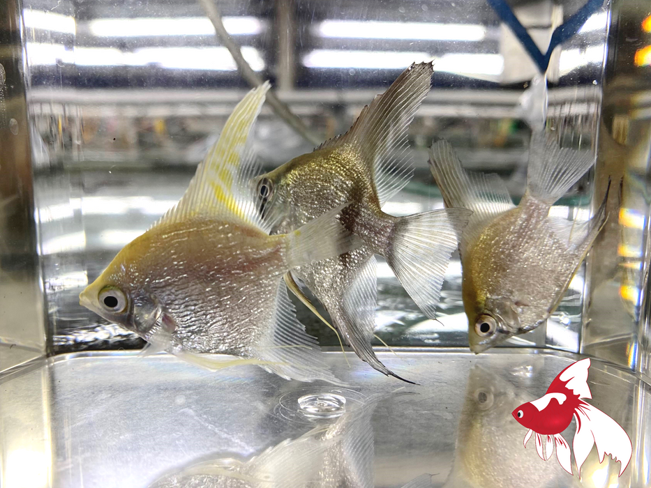 Assorted Diamond Angel (Local) L-7.5 (Show!) (Limited Numbers!)