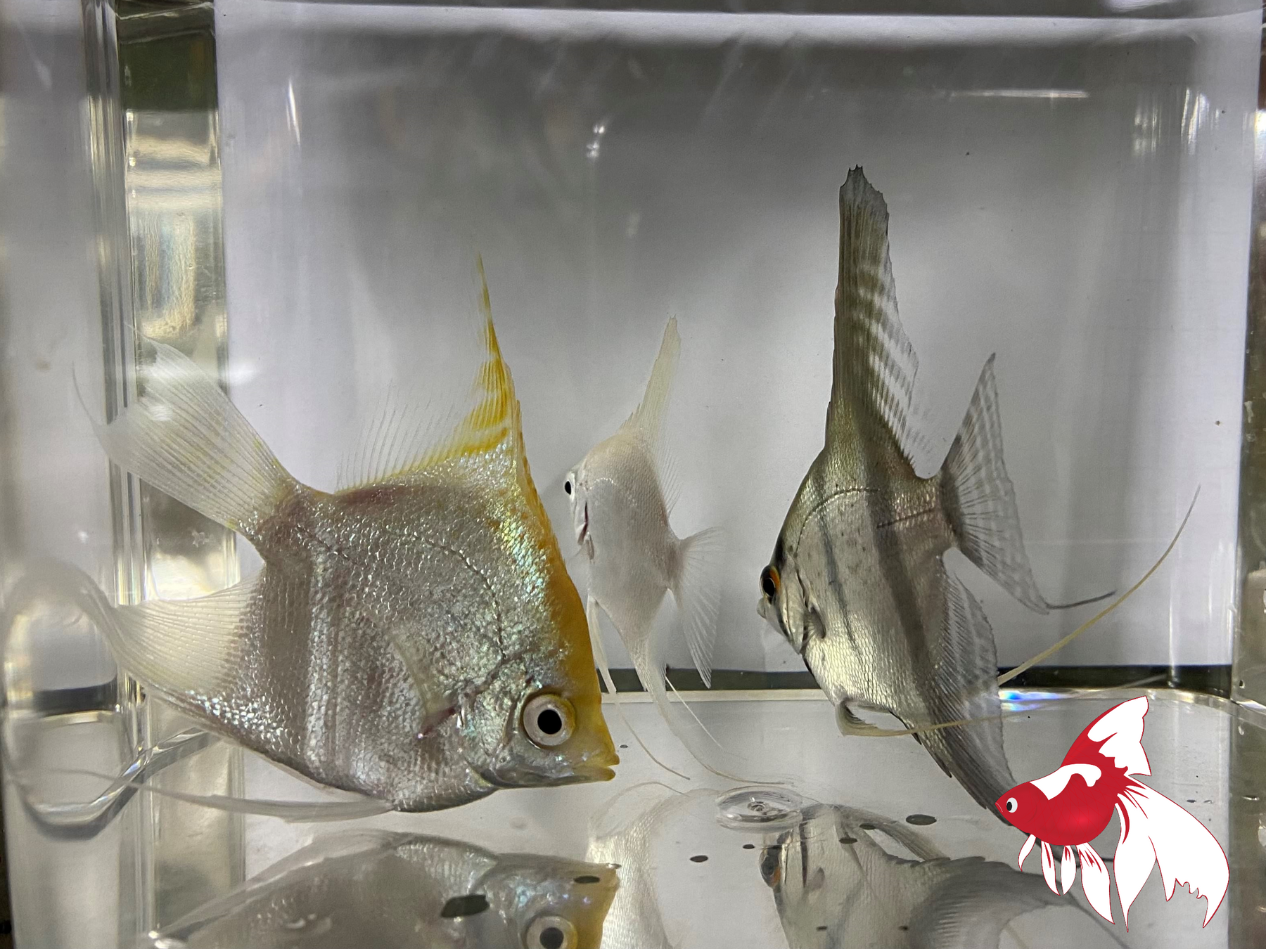 Assorted Fancy Angel (Local) L-7.5 (Show!)