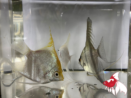 Assorted Fancy Angel (Local) XL-8.5 (Show!)