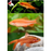 Cherry Barb - Assorted (Local) ML 3-4