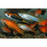 Assorted Swordtail (Import) M-5